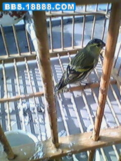 IMG0018A.jpg