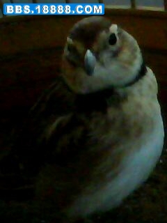 IMG0022A.jpg