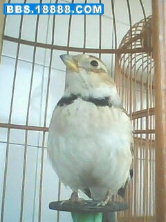 IMG0036A.jpg