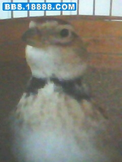 IMG0010A.jpg