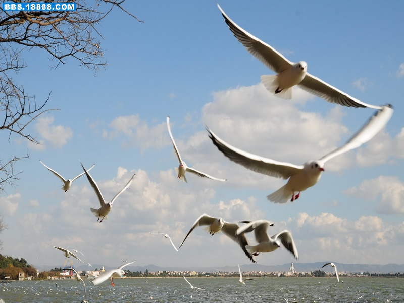 DSC_7955.jpg