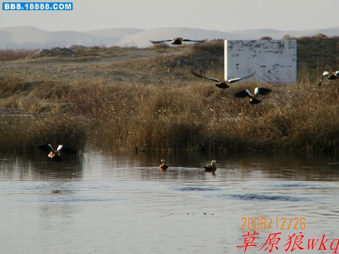 ling521001.jpg