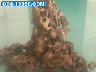 IMG0663A.jpg
