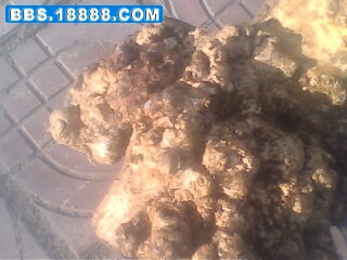 IMG0684A.jpg