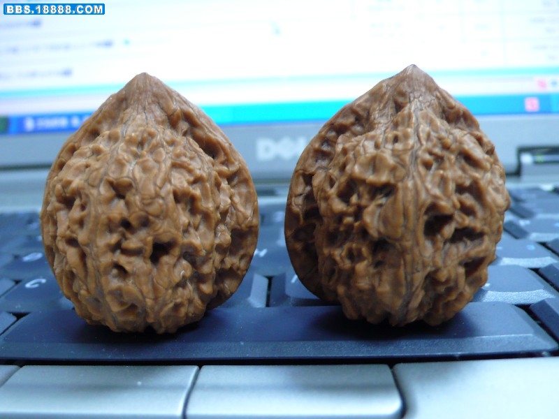BigBull_P1020830.JPG