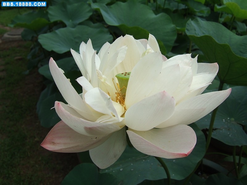 images018.jpg