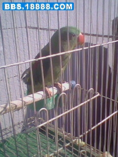 IMG0062A.jpg