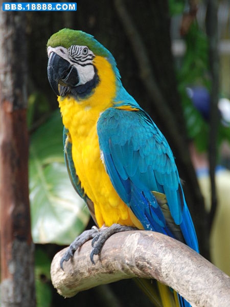 450px-Ara_ararauna_-Singapore_BirdPark-6.jpg