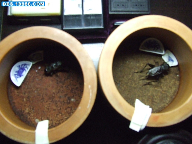 DSCF2745.JPG