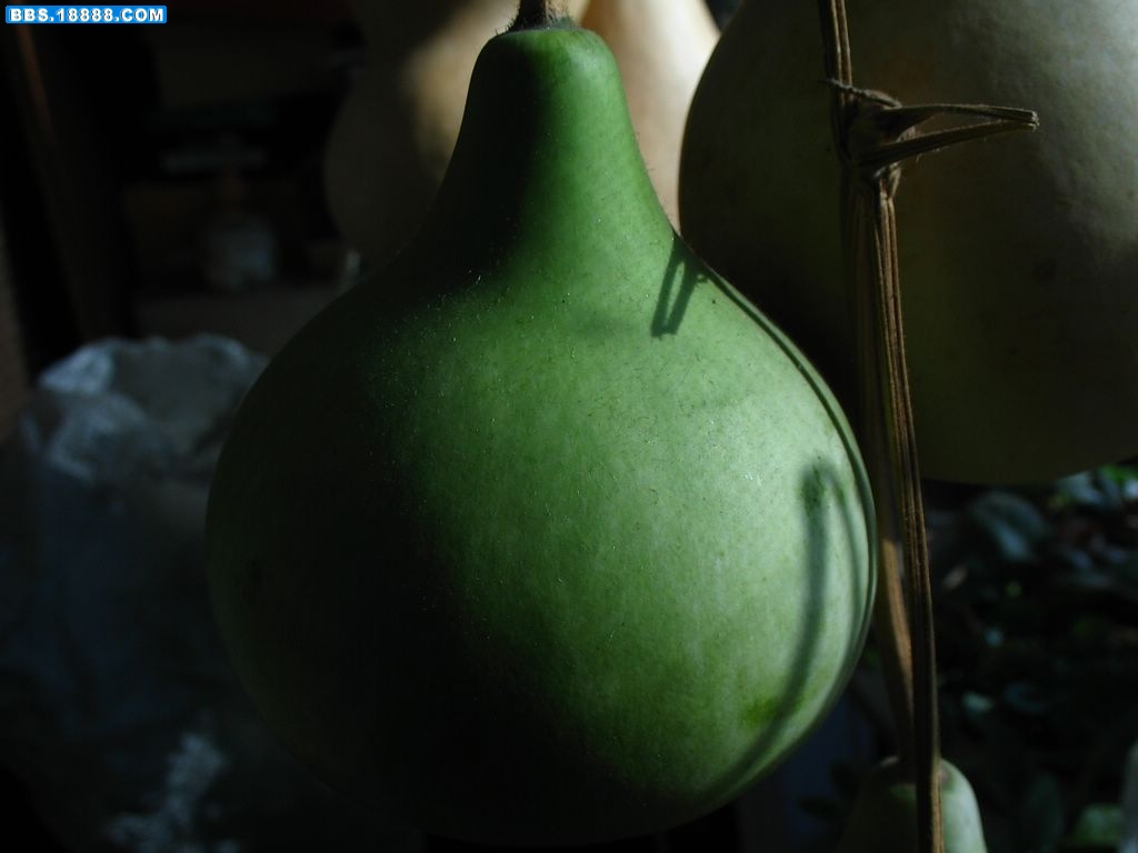 青葫芦.jpg