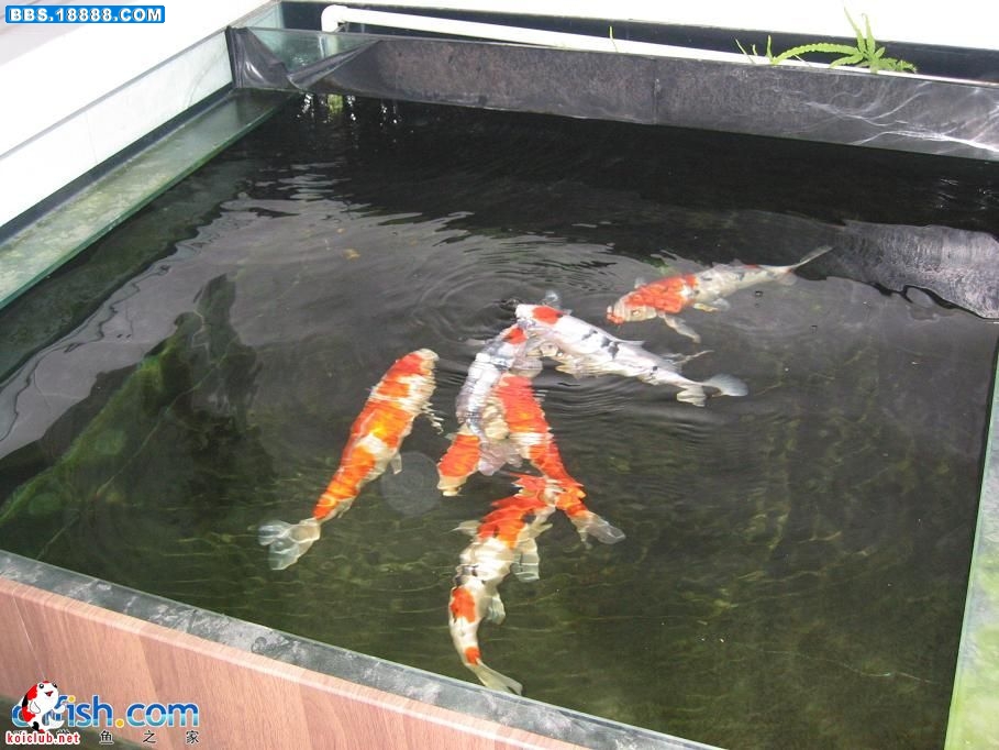 20081102_e91f86c4ab18df674ddb4zZQ6KLac20e.jpg