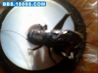 IMG0547A.jpg