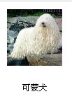 可蒙.jpg