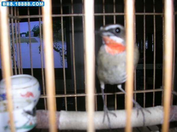 DSCN6338.JPG