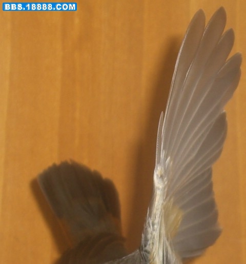 CIMG6934_副本7.JPG