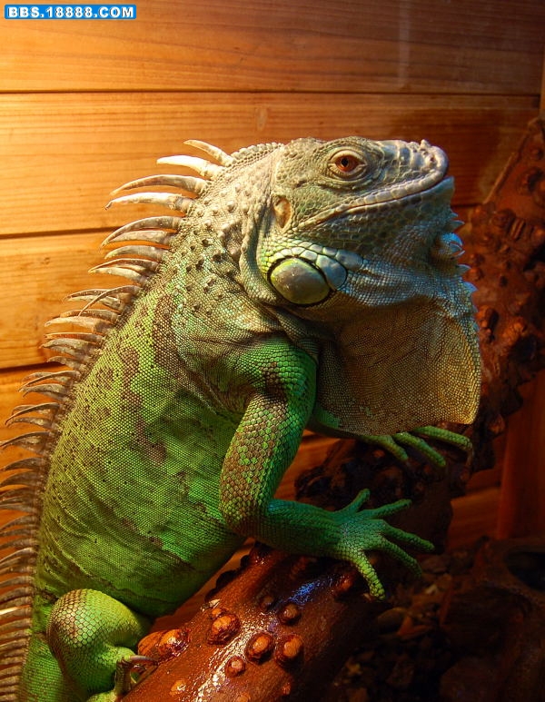 DSC_0011.JPG