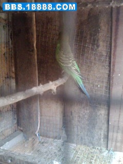 IMG0374A.jpg