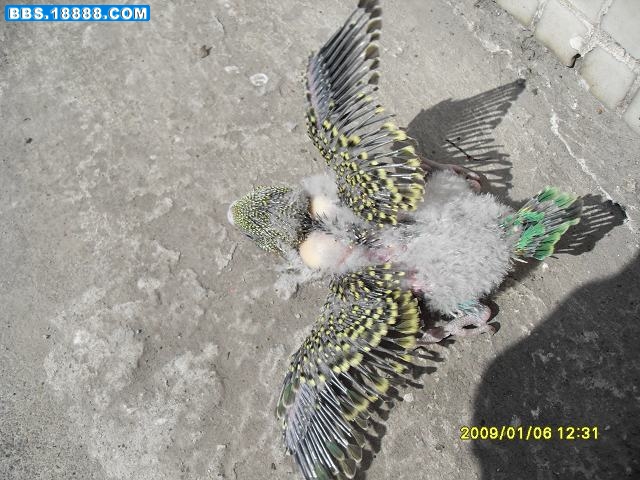 SDC10060.jpg