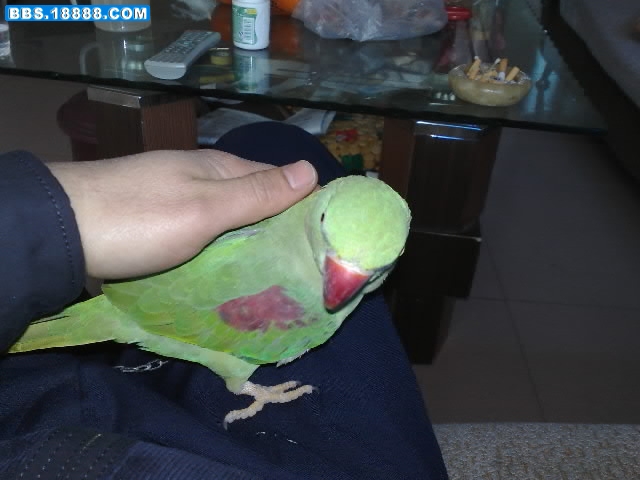 20090116453-001.jpg