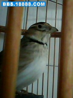 IMG0020A.jpg