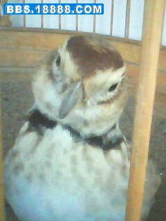 IMG0040A.jpg