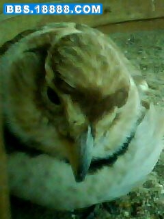 IMG0023A.jpg