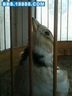 IMG0018A.jpg