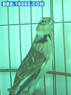 IMG0075A.jpg