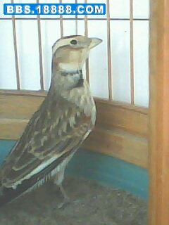 IMG0044A.jpg