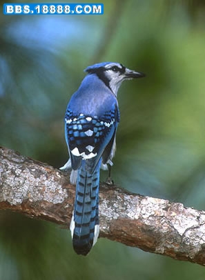 BlueJayLDD.jpg