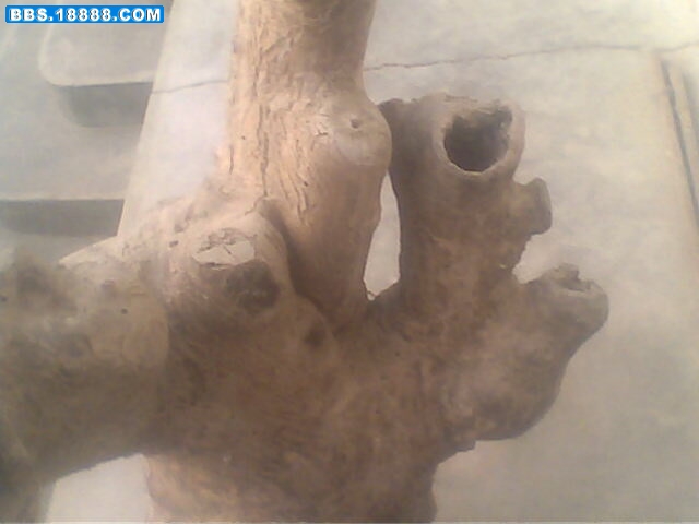 IMG0722A.jpg