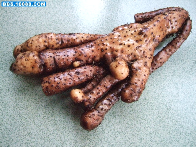 奇形的山药 (1).JPG
