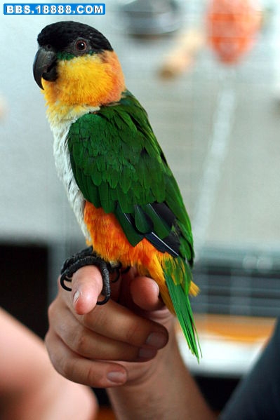 399px-Black-headed_Parrot_%28Pionites_melanocephalus%29_-side.jpg