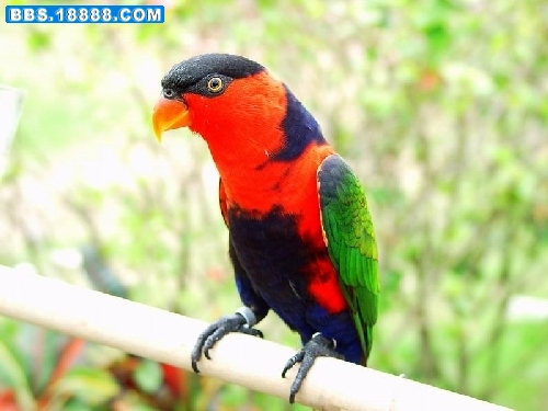 BlackcappedLory2.jpg