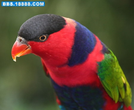 728px-Black-capped_lorikeet_-_Jurong_Bird_Park%2C_Singapore.jpg
