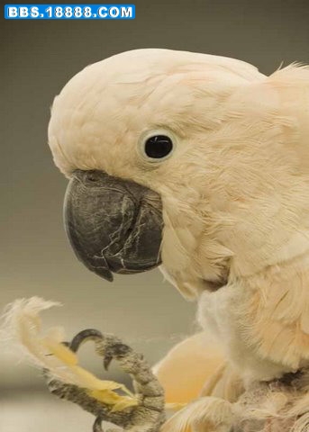 MoluccanCockatoo.jpg