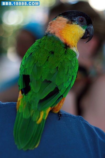 400px-Black-headed_Parrot_%28Pionites_melanocephalus%29_-back.jpg