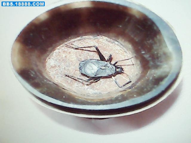 图片 036.jpg