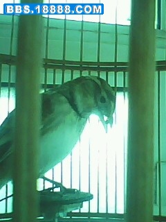 IMG0077A.jpg
