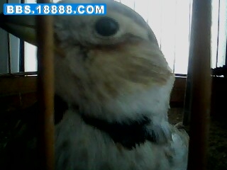 IMG0006A.jpg