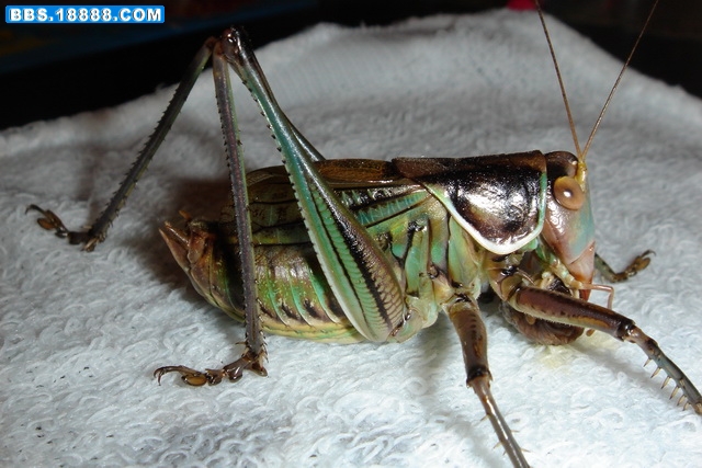 DSC02066_调整大小.JPG