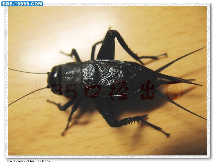 nEO_IMG_照片 028.jpg