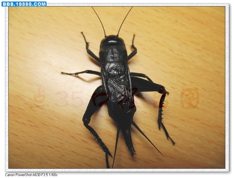 nEO_IMG_照片 016.jpg