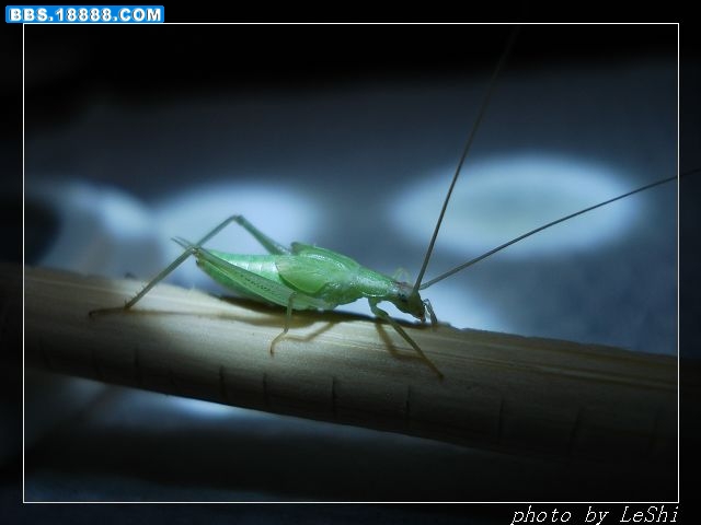 DSC07040.JPG