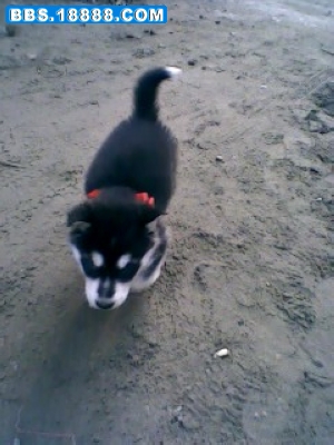IMG0150A.jpg