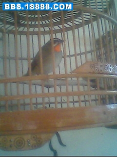 IMG0136A.jpg