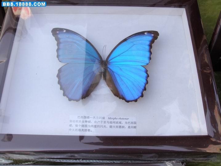 调整大小 DSC00917.JPG