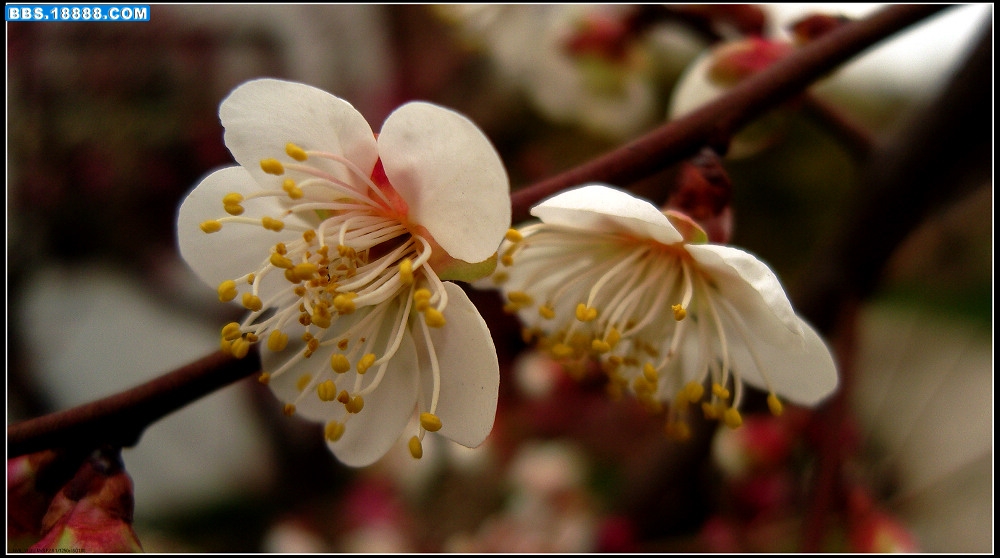 白梅花5.jpg