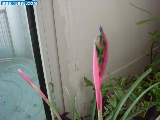 DSC00468.JPG