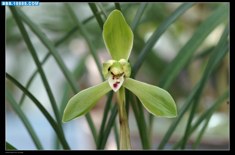 香菱新梅（铜奖）3_副本.JPG